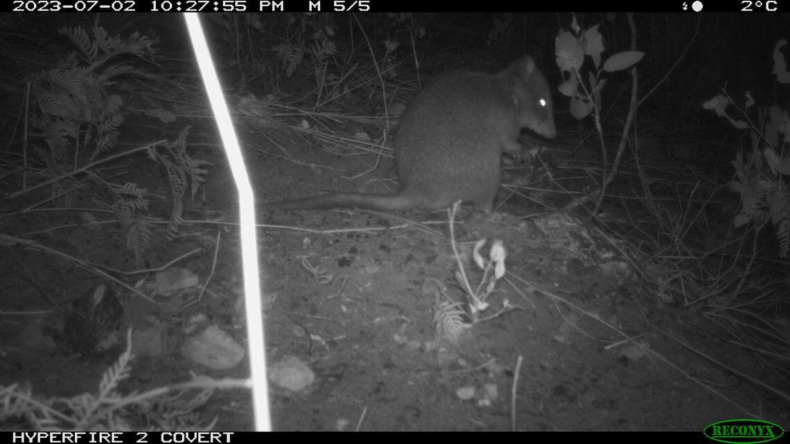 A long-footed potoroo forages at night in front of a trail camera.