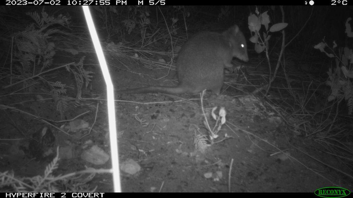 A long-footed potoroo forages at night in front of a trail camera.