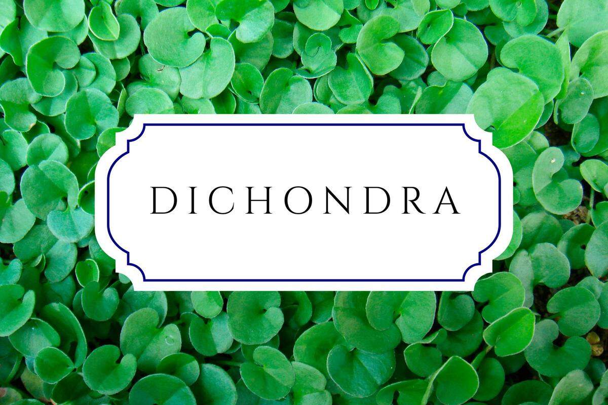 botanical baby names dichondra