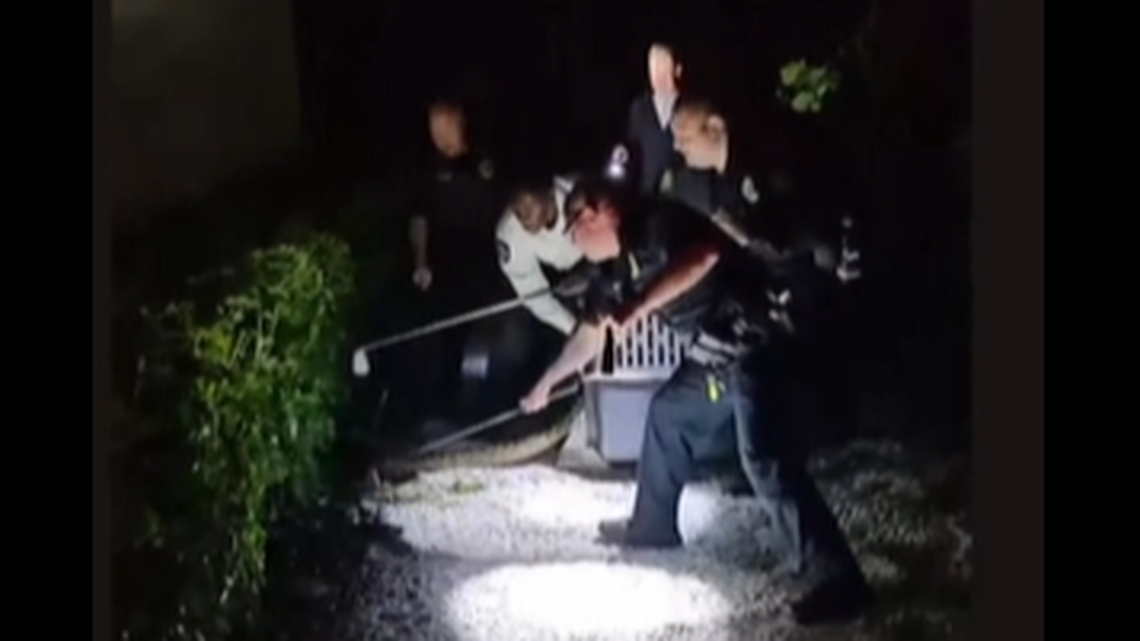 A 9-foot invasive python had the nerve to show up at one of Florida’s private beach clubs, and video shows it was subdued with the help of golf clubs.