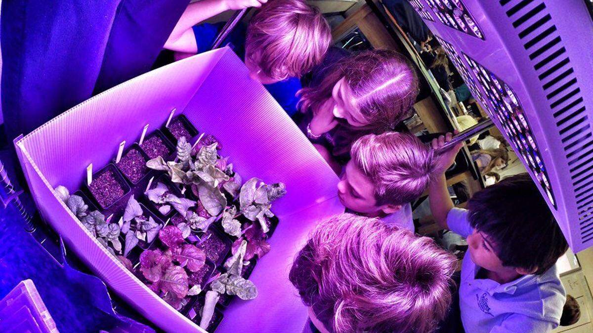 Students with Growing Beyond Earth, a partnership between schools, NASA and Fairchild Tropical Botanic Garden, examine the plants growing in the growth chamber. They are testing which edible plants will grow best on the International Space Station.