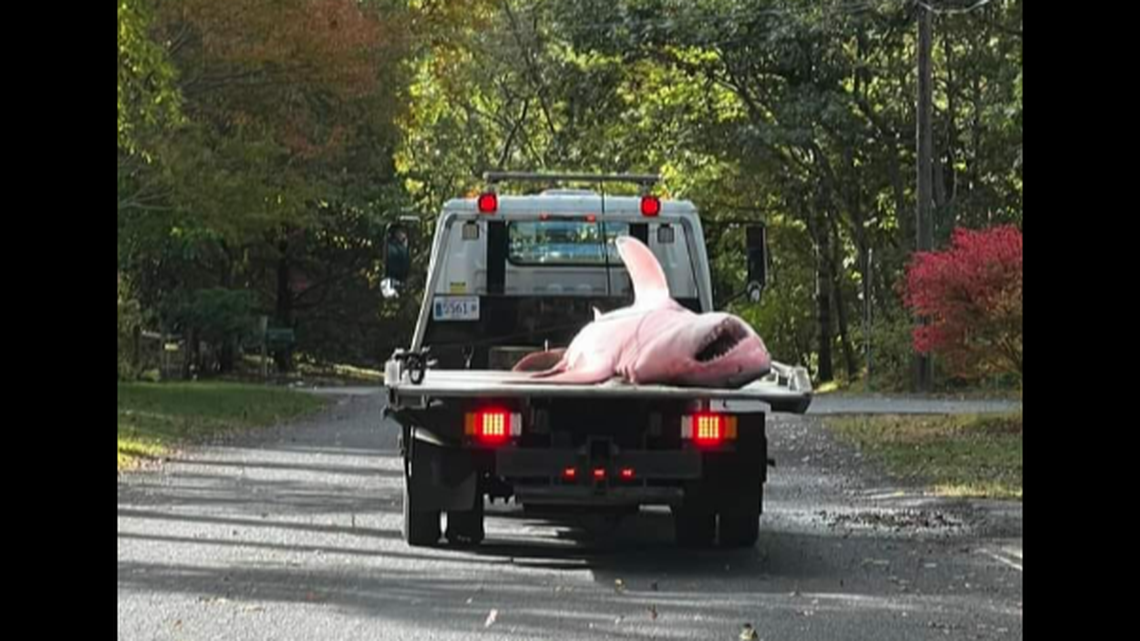 A great white shark described as “giant” was found dead on a Cape Cod beach, and police took the unusual step of calling a tow truck to remove it.