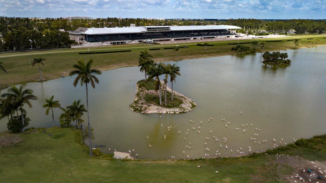 Flamingos are seen at Hialeah Park Casino and Racetrack on Saturday, May 16, 2021.