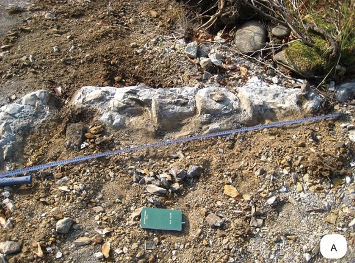 The bones were slowly excavated from the riverbed, including vertebrae of the spine.