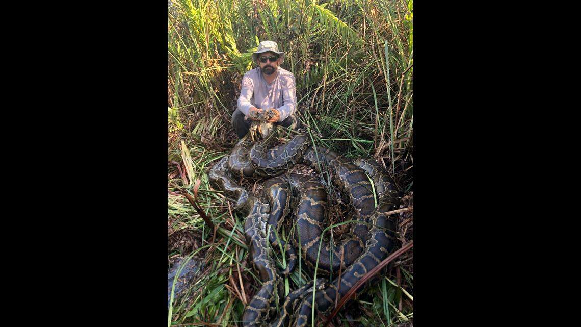 Conservancy of Southwest Florida Wildlife Biologist Ian Bartoszek holds three Burmese pythons weighing 235 pounds. They were found as part of a tracking program.