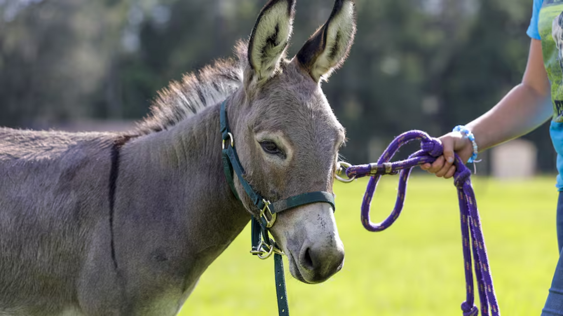 How a donkey named Eloise became a symbol in the fight against Florida data centers