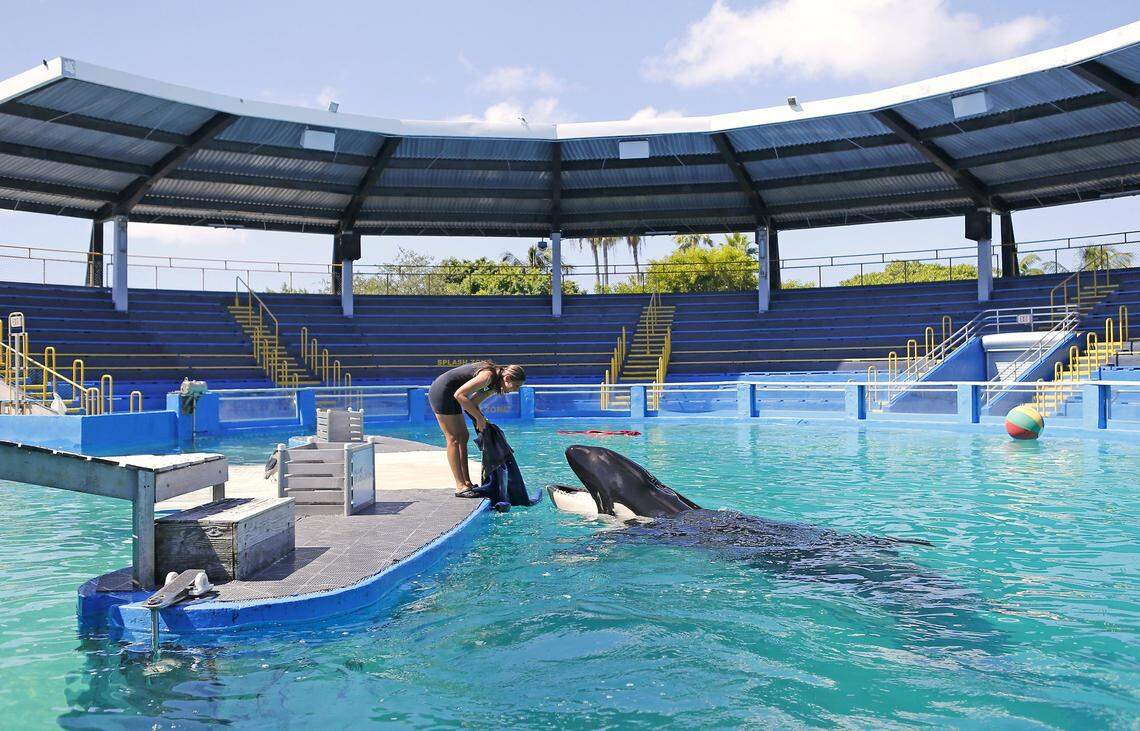 Miami Seaquarium manager of animal training Marni Wood works with Lolita at the Miami Seaquarium in 2017, the same year Jennine Capó Crucet’s novel ‘Say Hello to My Little Friend’ is set. The orca died Aug. 18, 2023 and was never freed from her tiny tank.