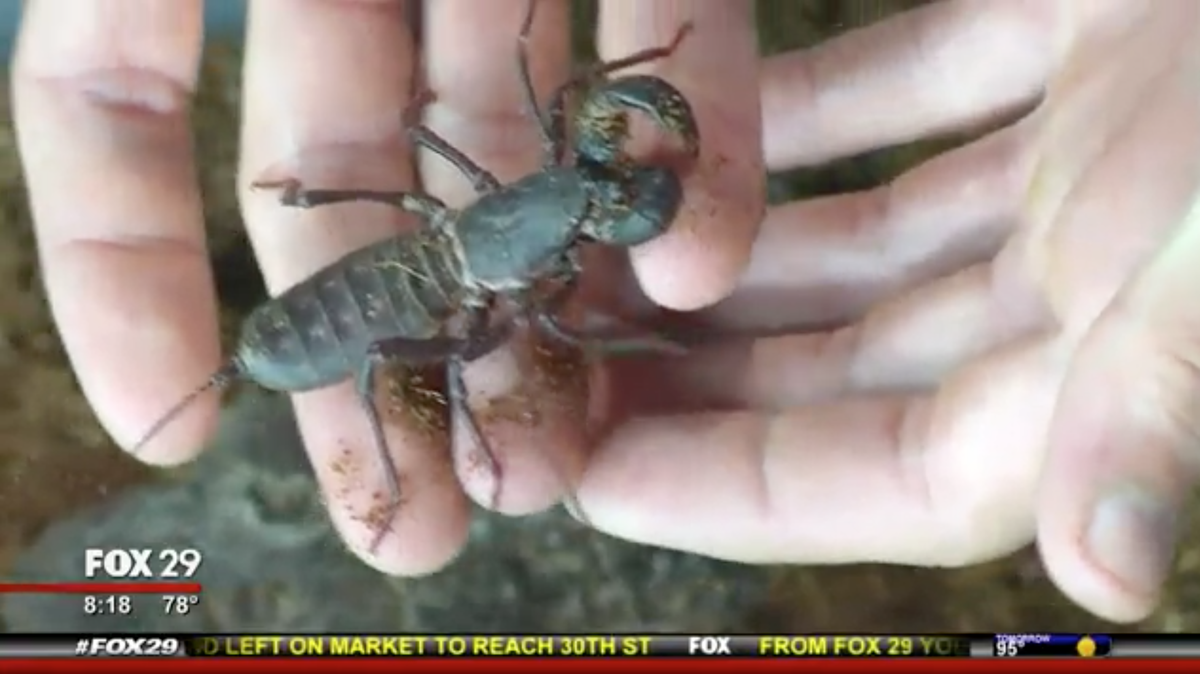 John Cambridge, CEO of the Philadelphia Insectarium and Butterfly Pavilion, said that thousands of rare bugs worth $40,000 were stolen from his museum in late August. He said security footage caught ex-employees.