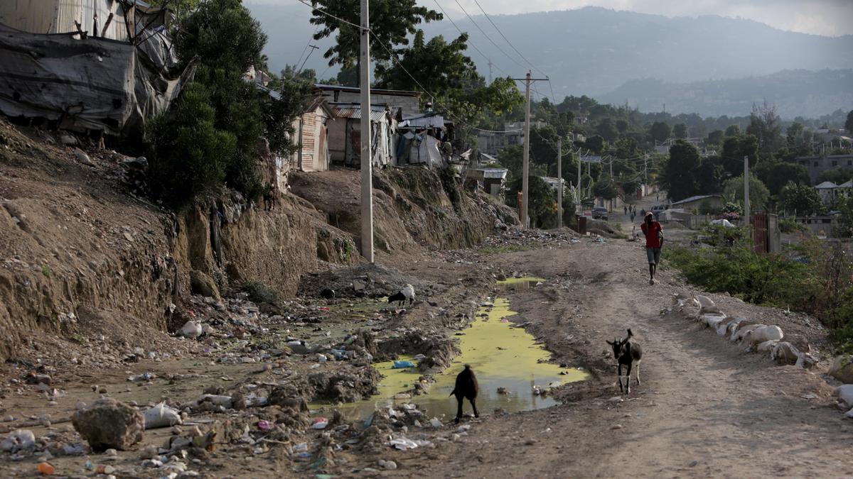 Goats wander along a makeshift dirt road that passes by the Teren Toto camp on the border of the cities of Tabarre and Delmas in Haiti.