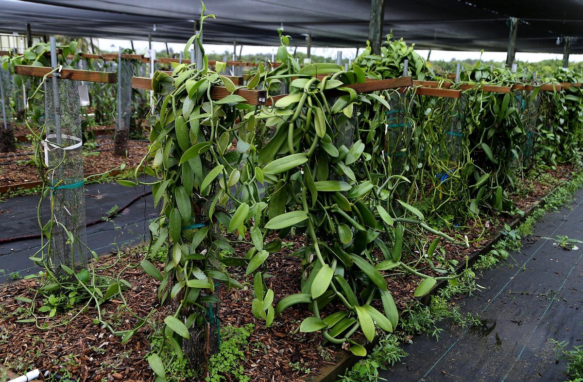 Different varieties of vanilla vines being studied at the University of Florida's Tropical Research and Education Center in Homestead, on Thursday December 19, 2019.