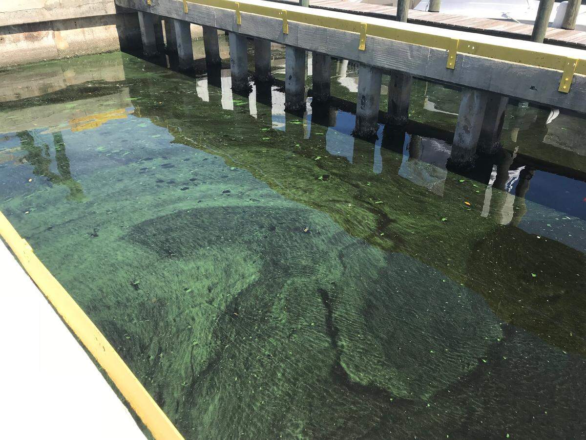 Algae floated near Central Marine in Stuart earlier this month. In 2016, toxic blooms shut down the marina after 8-inch-thick mats stranded boats.