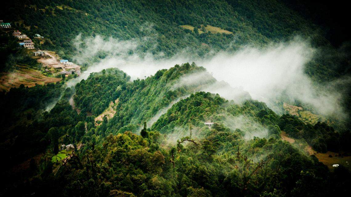 The tree frogs were discovered in a forest in the Himalayas, researchers said.