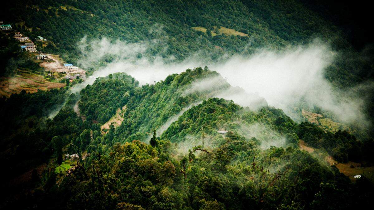 The tree frogs were discovered in a forest in the Himalayas, researchers said.