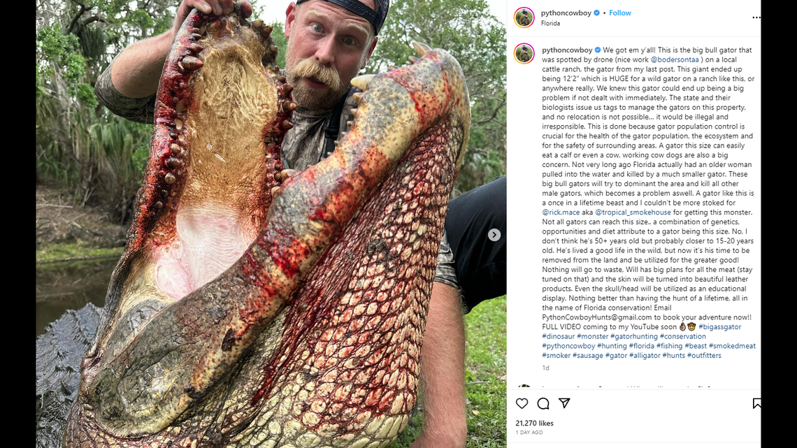 An alligator topping 12 feet was tracked and killed by a team of Florida hunters after it was deemed a threat to cattle.