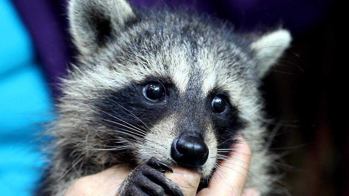 This is a file photo of a pet raccoon in 2016. On May 15, 2018, The Florida Department of Health issued a rabies alert for Kendall after a raccoon tested positive for the potentially fatal disease.