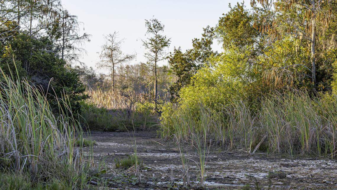 A dried out airboat trail can be see in the Florida Everglades on Tuesday, March 10, 2026. Florida is currently experiencing widespread drought, with conditions drier than usual for April.