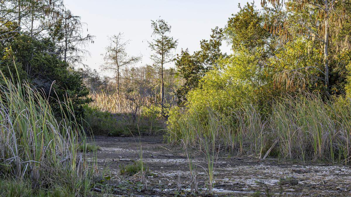 A dried out airboat trail can be see in the Florida Everglades on Tuesday, March 10, 2026. Florida is currently experiencing widespread drought, with conditions drier than usual for April.