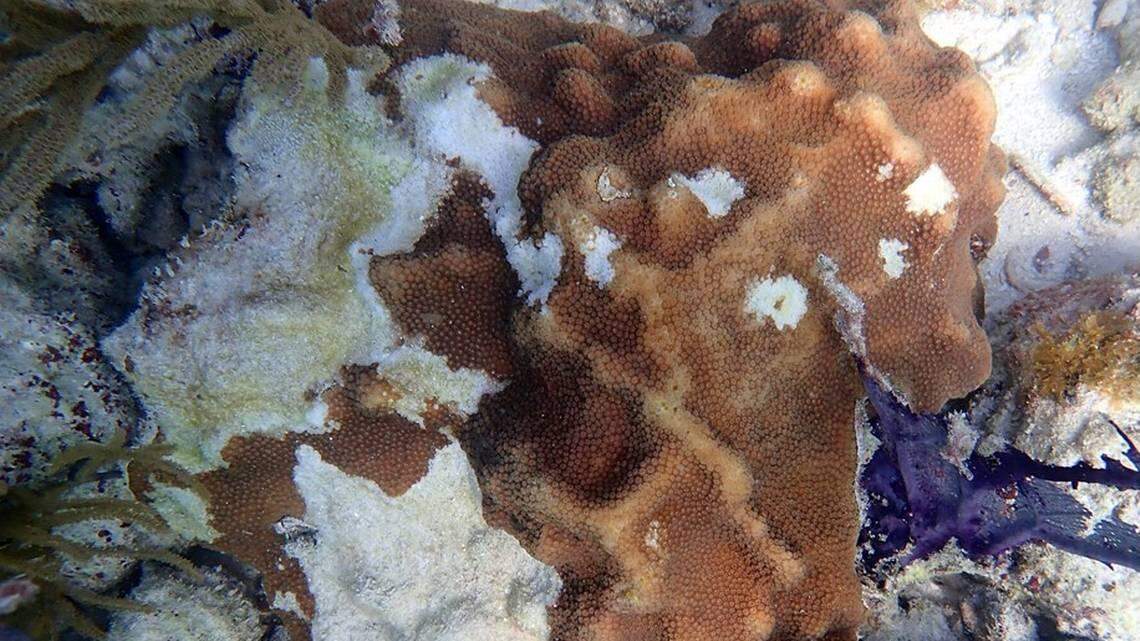 A mysterious disease spreading across Florida's reef tract, the third largest barrier reef in the world, is now spreading in the direction of Key West. The outbreak is now the longest and largest infectious disease outbreak for any coral.
