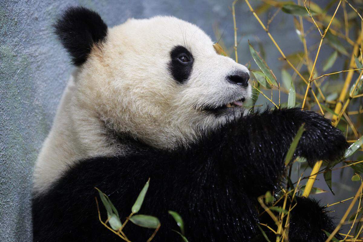 qing bao smithsonian national zoo giant pandas
