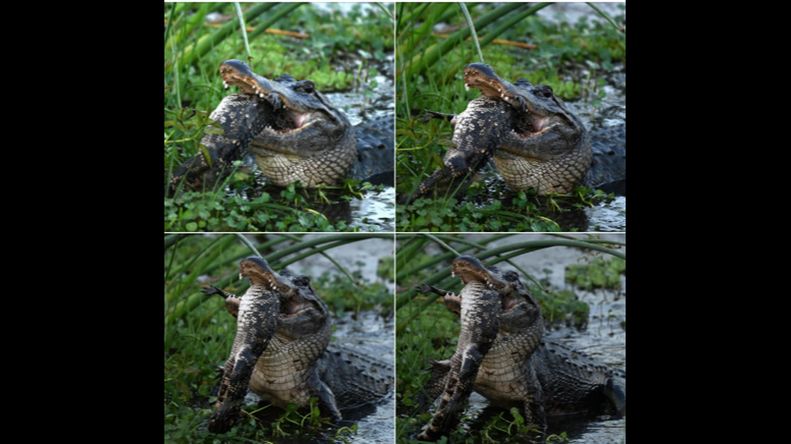A woman enjoying one of Florida’s hypnotic sunsets was given a grim dose of reality when splashing sounds directed her to an alligator engaging in cannibalism.