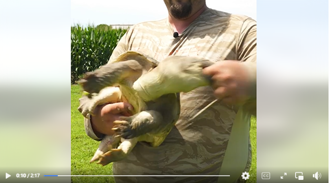This shows the moment the turtle lunged and bit down on the man’s index finger.