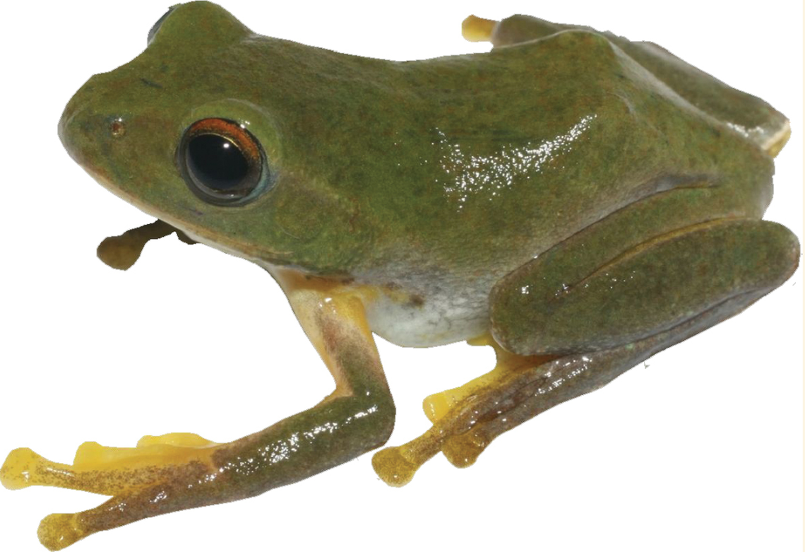 The new species of tree frog has bright yellow toes and orange thighs tucked behind the classic green body, researchers said.