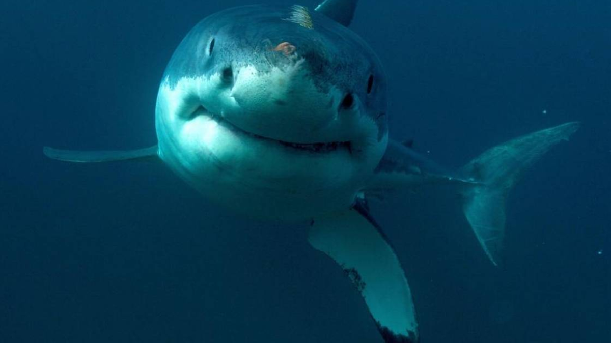 Great white shark