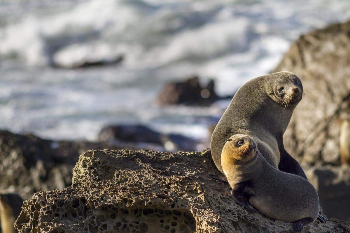 There have been 75 reported dog attacks on seals and sea lions in the past five years, officials said.