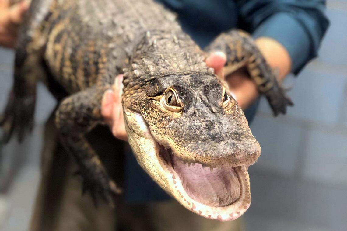 In this image provided by Chicago Animal Care and Control, a person holds an alligator, Tuesday, July 16, 2019, in Chicago. Police say an expert from Florida captured the elusive alligator in a public lagoon at Humboldt Park early Tuesday.