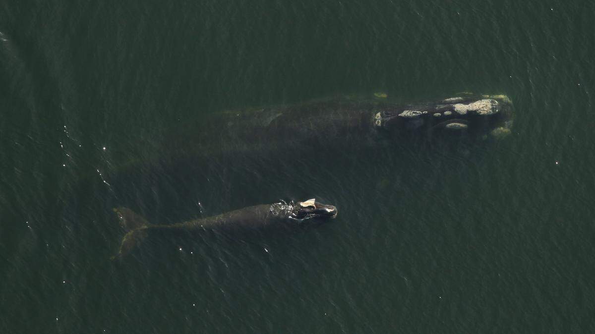 A critically endangered North Atlantic right whale and her calf.