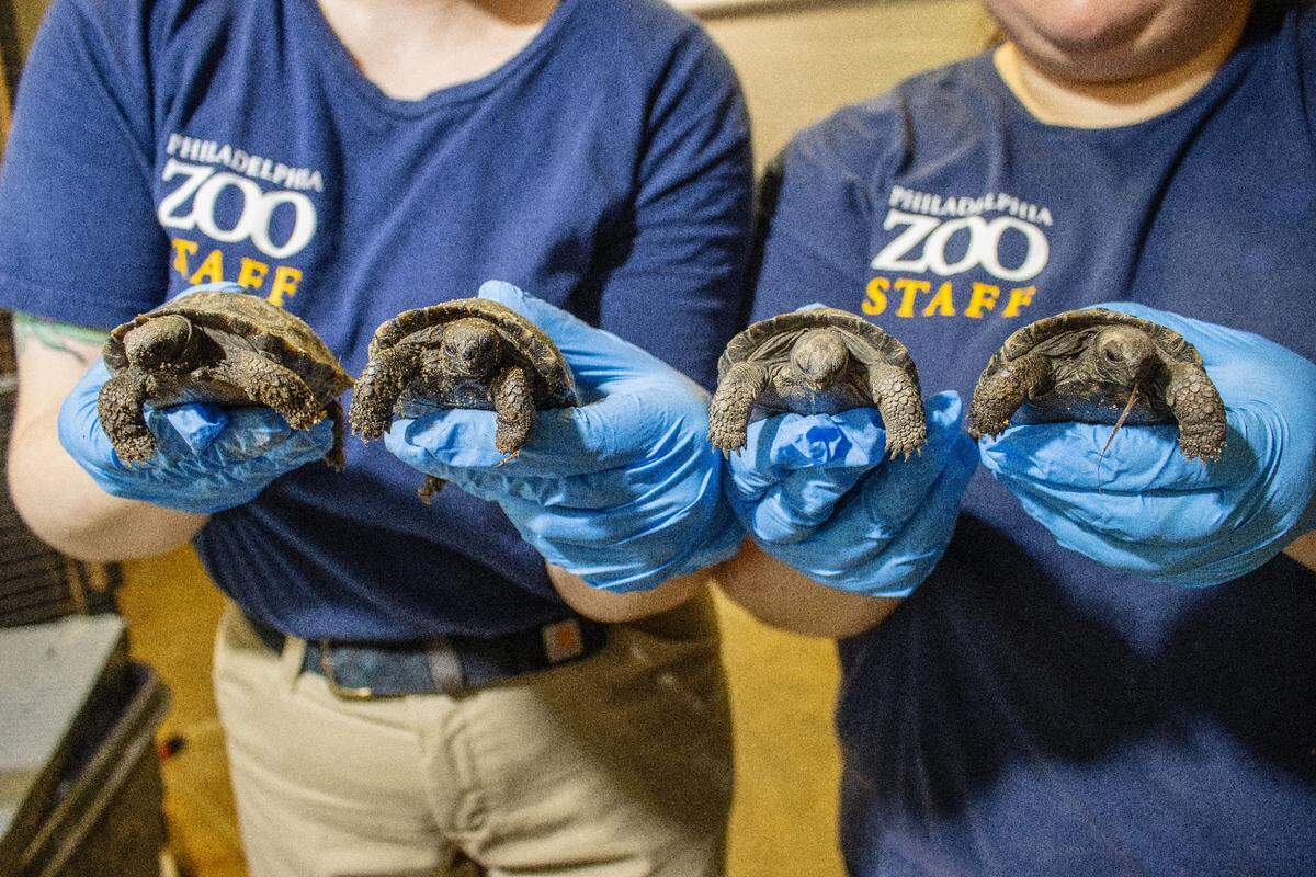 Four endangered tortoise eggs hatched to nearly century-old parents, the Pennsylvania zoo said.
