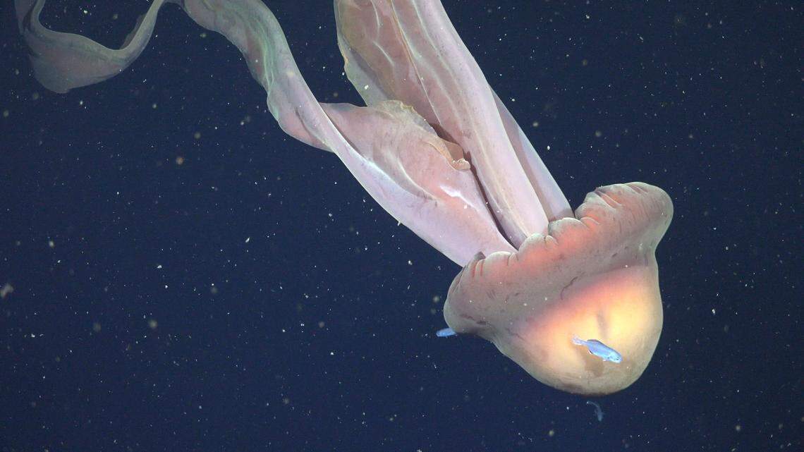 Juvenile fish (Centrolophus sp.) swim around the bell of a Stygiomedusa gigantea, commonly known as the giant phantom jelly, which ROV pilots filmed at 250 meters. Their bell can grow up to 1 m (3.3 ft) in diameter, and their four arms can reach up to 10 m (33 ft) long. They do not have any stinging tentacles, but use their arms to catch prey, including plankton and small fish. CREDIT: ROV SuBastian / Schmidt Ocean Institute