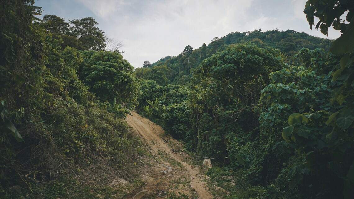 Predator duo make close-up appearance on trail camera in Thailand park. See them