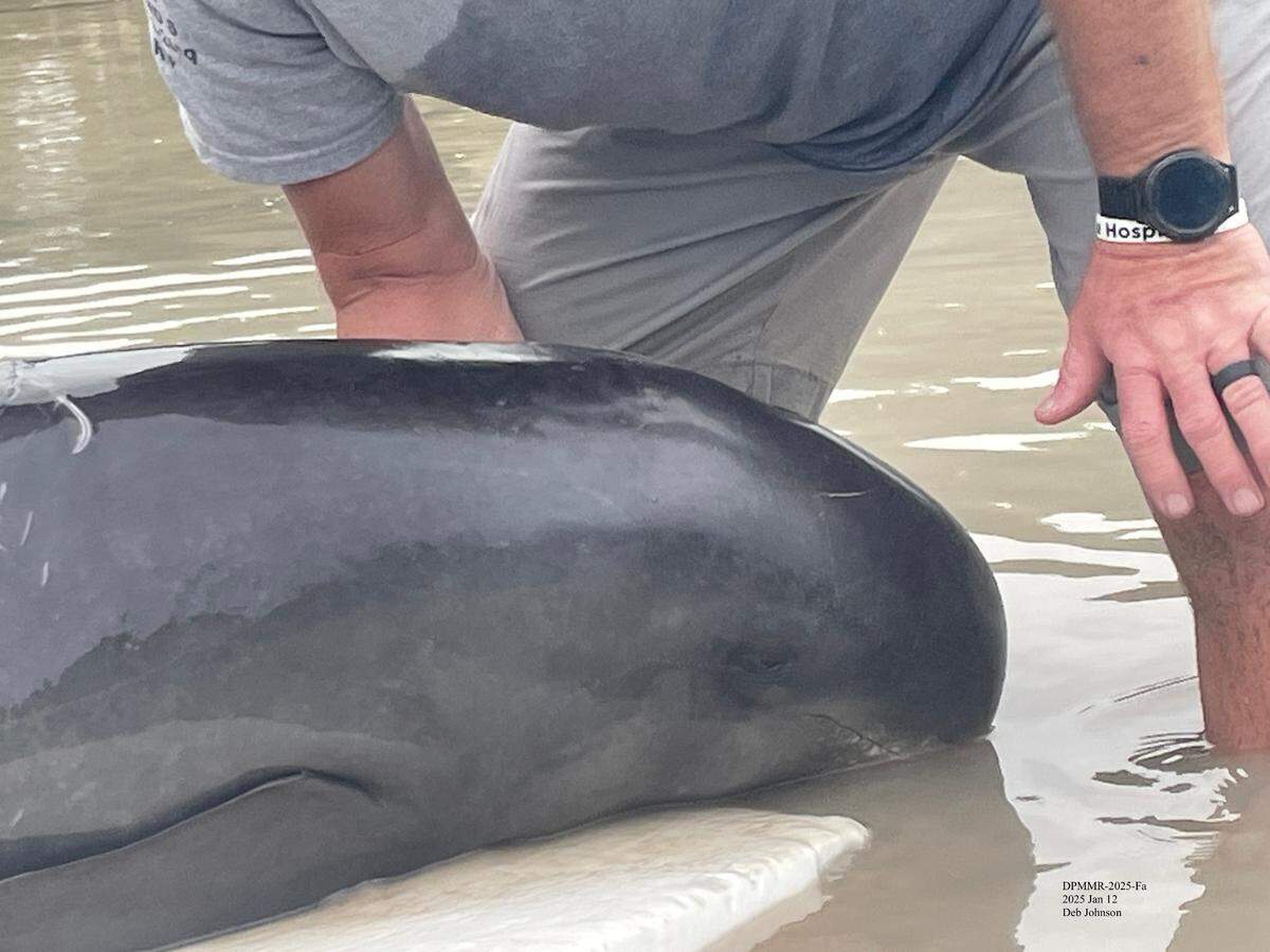 A member of Dolphins Plus Marine Mammal Responder tends to a Pygmy killer whale that was found stranded off the beach of Long Key State Park in the Florida Keys Sunday afternoon, Jan. 12, 2025.