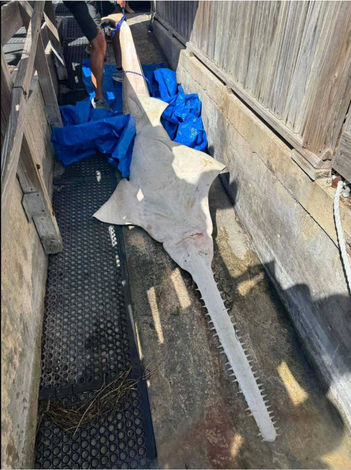 A dead sawfish found last year near Geiger Key.