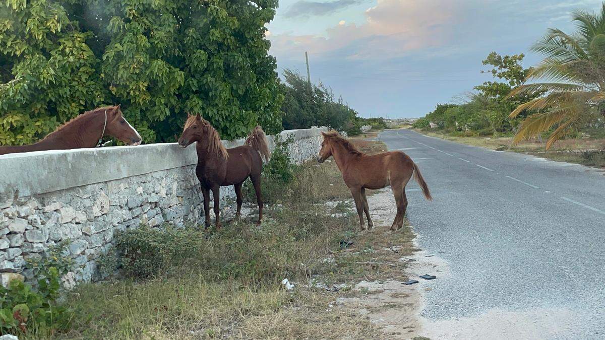 Semi-wild horses and donkeys are among the attractions visitors to this ‘forgotten’ island in the Turks and Caicos chain can now see after American Airlines announced direct flights from Miami into South Caicos starting on Feb. 15, 2025.