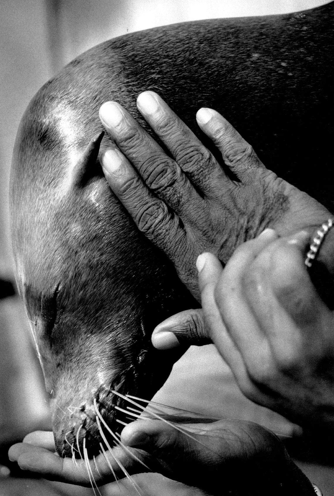 Salty the Sea Lion at the Seaquarium.