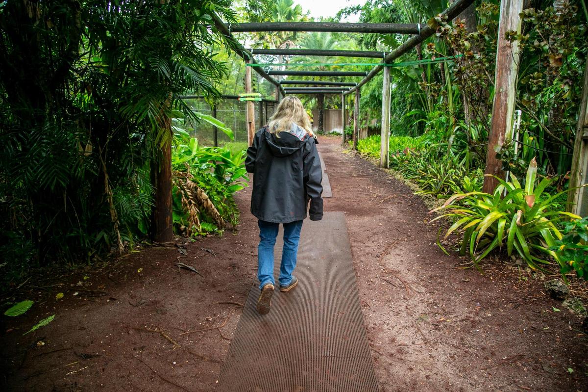Sharon DuMond, propietaria de Monkey Jungle, camina por uno de los senderos encerrados que explican el antiguo eslogan de la atracción: "Donde los humanos están enjaulados y los monos corren libres".