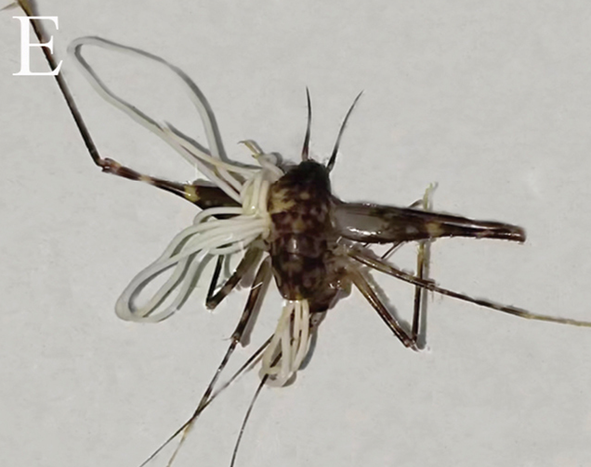 The worms also live inside the cave’s crickets, researchers said.