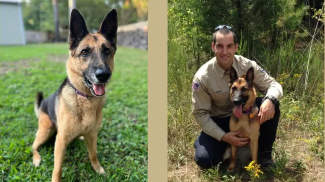 A heroic K-9 who served over 100 missions died Sept. 20 after ingesting a toxic substance during an operation with the Louisa County Sheriff’s Office, authorities said.