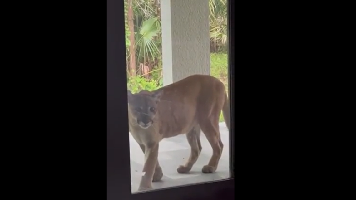Video recorded by Vendela Bjorkqvist shows the full-grown wildcat had found its way onto her back porch and was studying the room through glass doors.