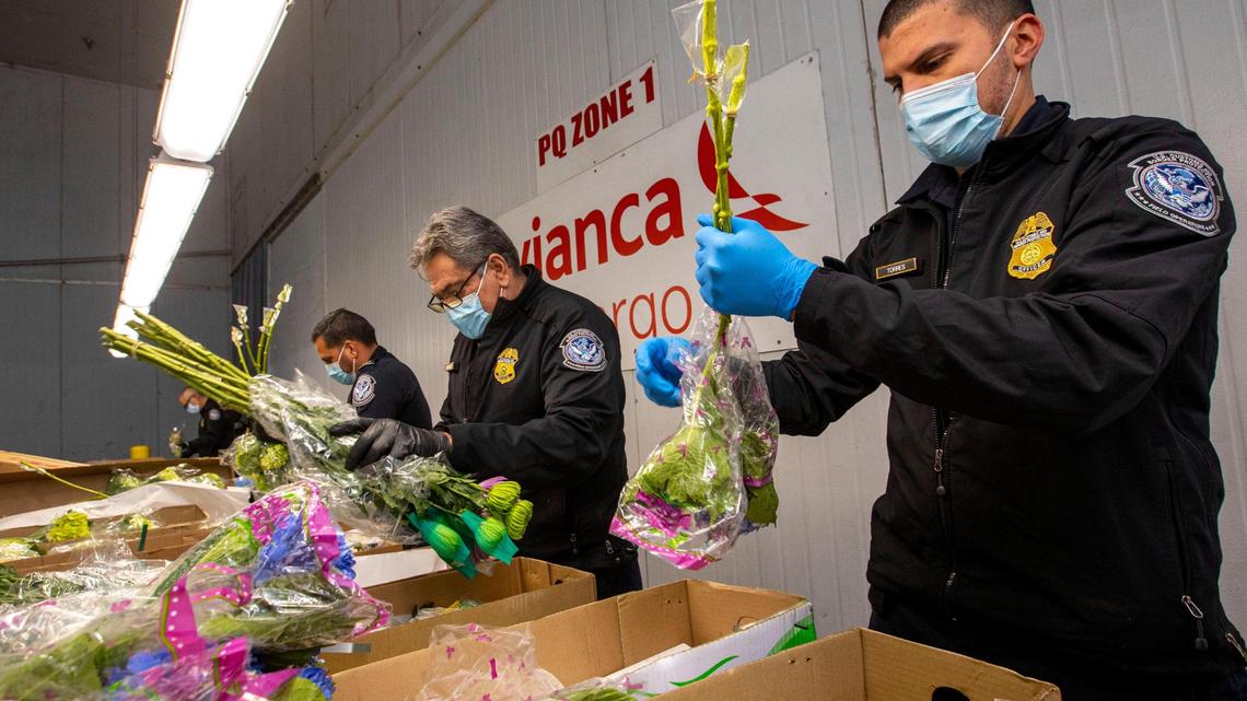 Customs and Border Protection Agriculture Specialists shake different plants to inspect a shipment of flowers imported from Latin America for bugs and other irregularities as mass quantities of flowers make their way into the United States for Valentines day at Avianca Cargo warehouses inside Miami International Airport on Friday, February 11, 2022. About 91% of all cut flowers that enter the U.S. come through MIA.