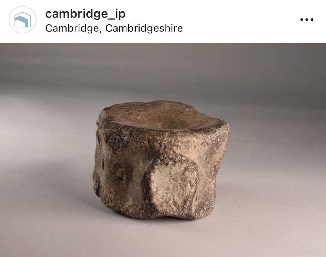 The fossil may have been collected by the region’s first-ever fossil hunters, archaeologists said.