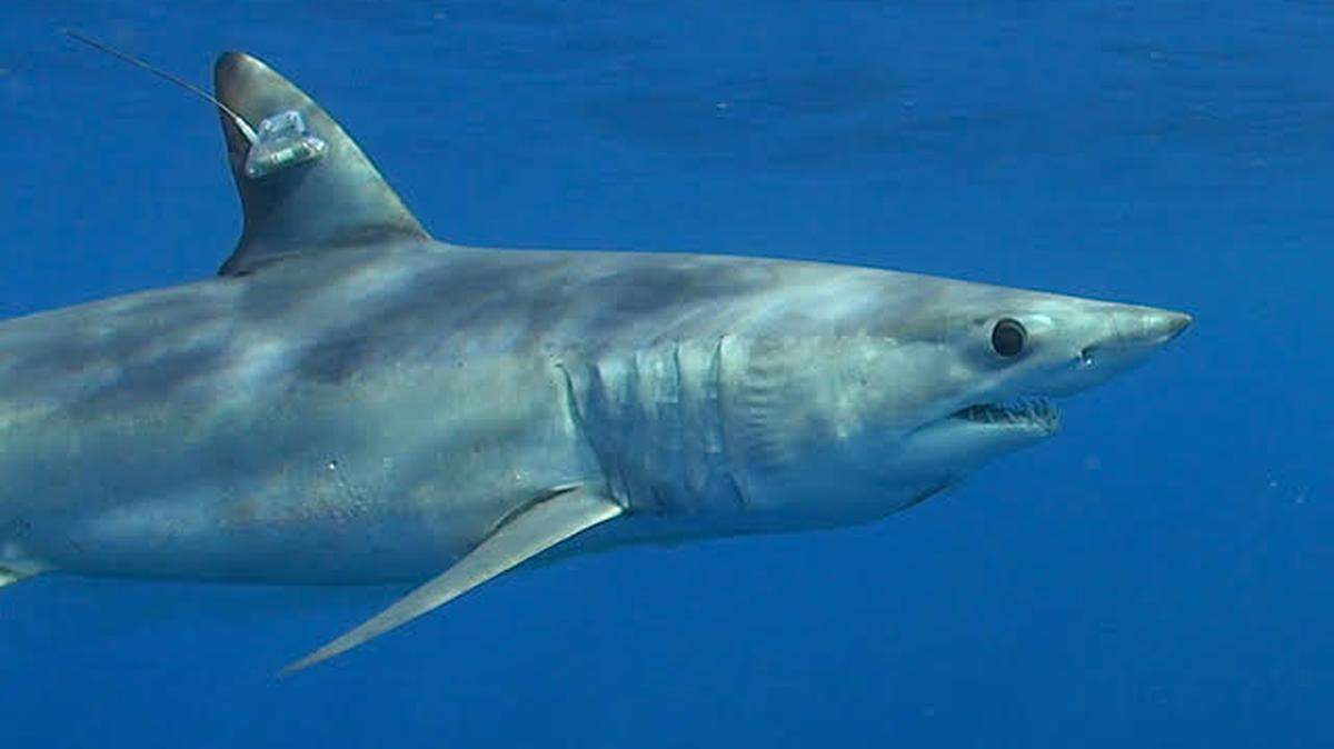 A tagged mako shark.
