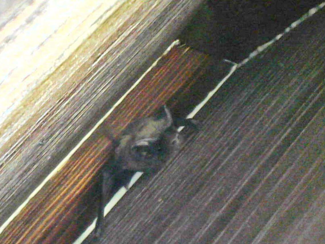 Zoo Miami wildlife veterinarian Frank Ridgely photographed this bonneted bat inhabiting one of the bat boxes installed near the zoo in August. Photo courtesy Zoo Miami