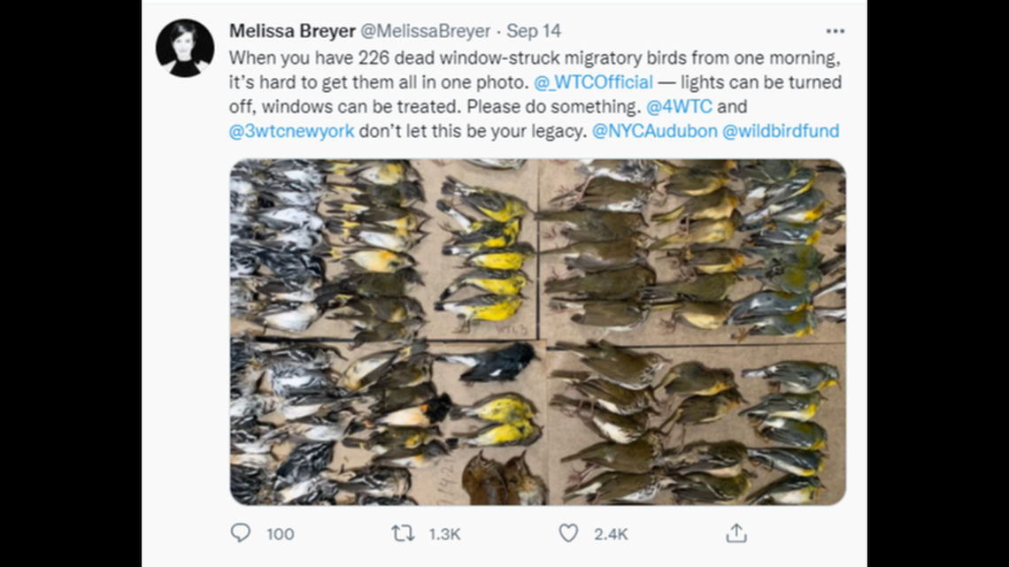 Melissa Breyer collected 226 lifeless birds who crashed into skyscrapers around the World Trade Center on Tuesday. MELISSA BREYER TWITTER SCREENGRAB