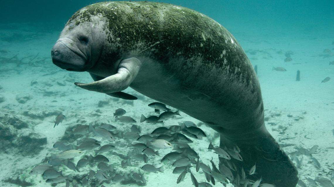 Habitat loss and seagrass die-offs are adding to the challenges manatees face in Florida’s waterways, where speeding boaters account for about 20% of manatee deaths every year.