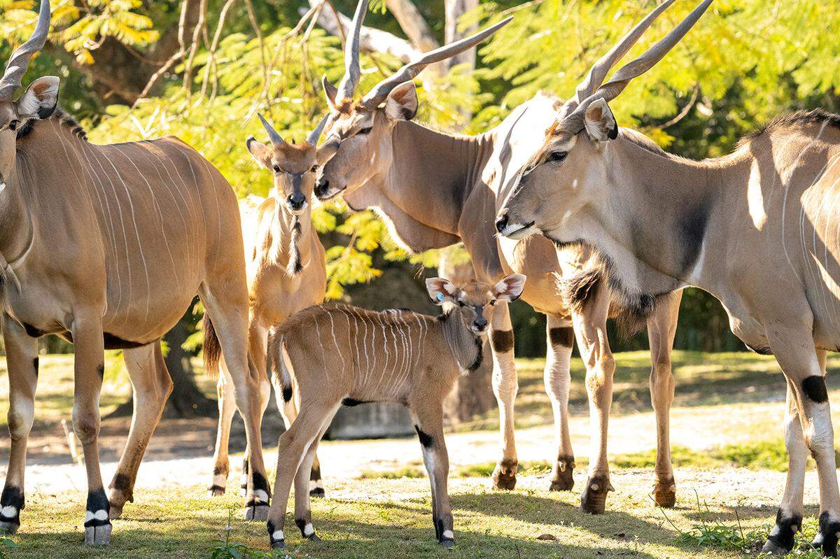 ​A rare giant eland was born at Zoo Miami. They are classified as a vulnerable species.