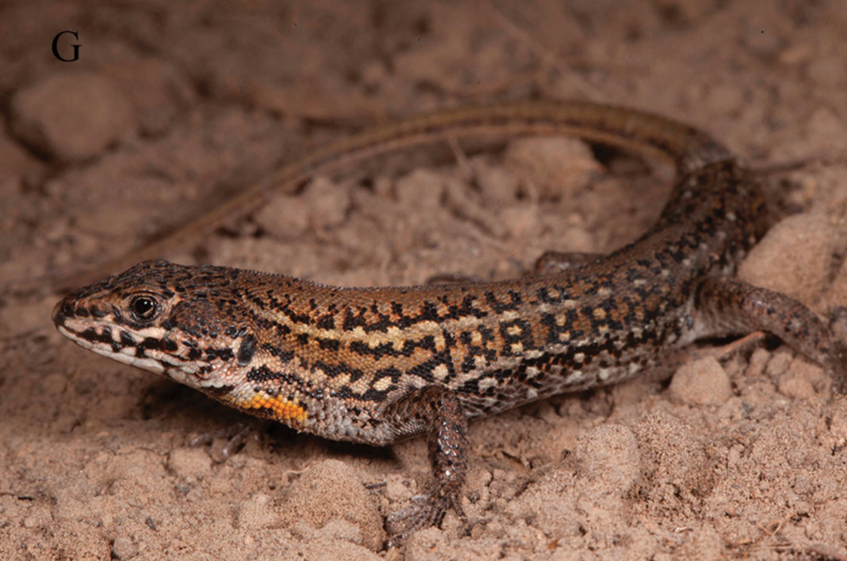 The small and elusive lizards live on the ground in Angola.