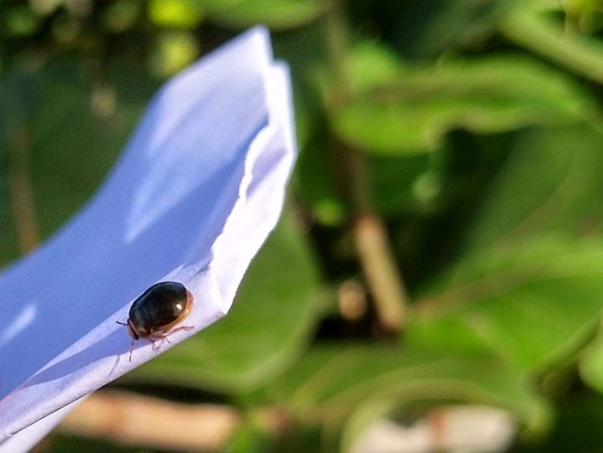 The black bean bug is originally from Asia but has been found in Panama, Ecuador and the Dominican Republic in recent years.